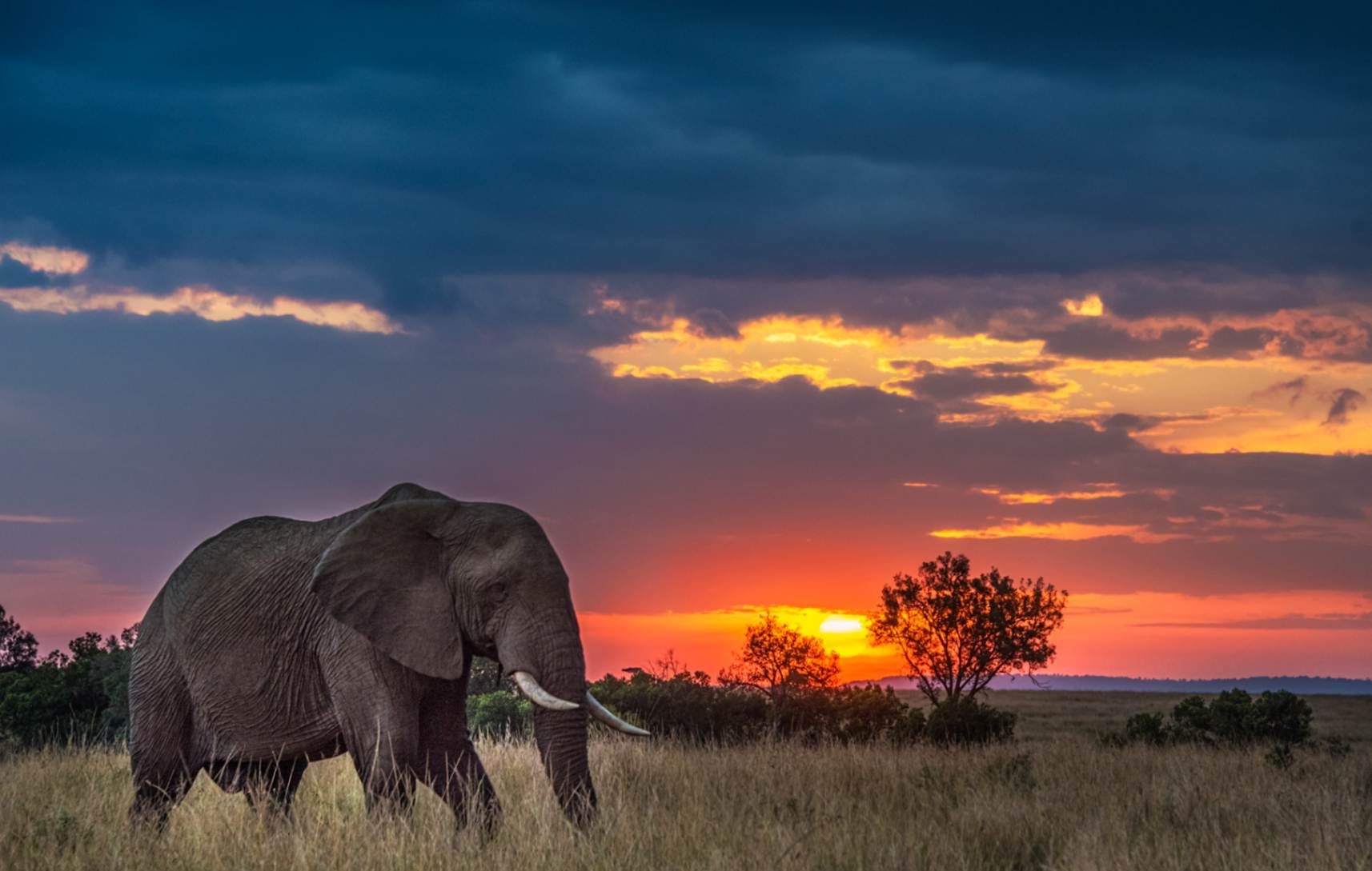 Elephant walking with a sunset